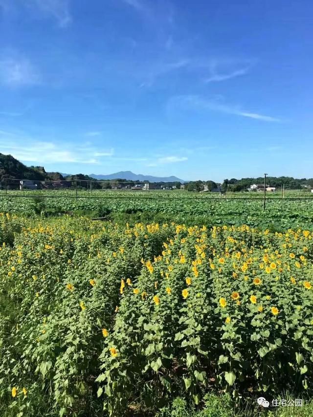 农村老哥晒美宅，200万建竹林、花园舒适庭院，更有百里荷花池