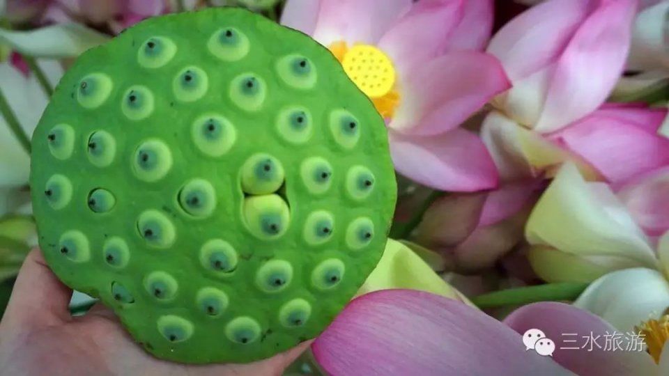 西瓜、杨桃、火龙果、黄皮、龙眼…佛山十里水