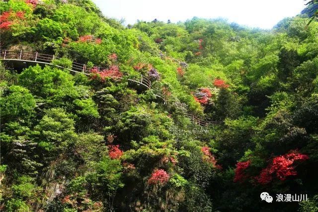 震撼!山川峡谷映山红,绵延数公里!