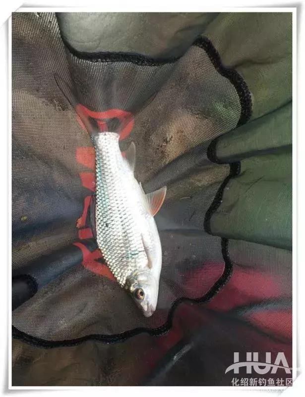 爱护环境,让鱼回家 风中战土鲮