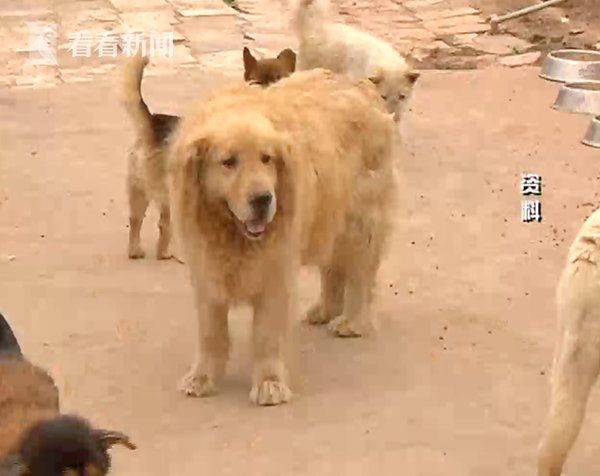 男孩\＂学狗叫\＂是感染狂犬病?警方:是谣言!