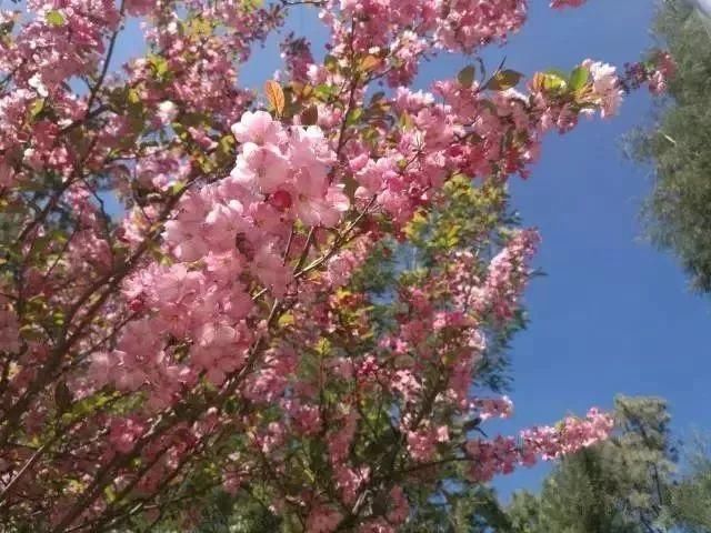 玉溪最全赏花攻略来了，花海之约不要错过!