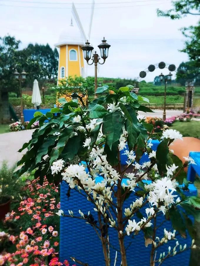 一对夫妻把青白江农家改造成“田园牧歌”，从此家有美景何必远方