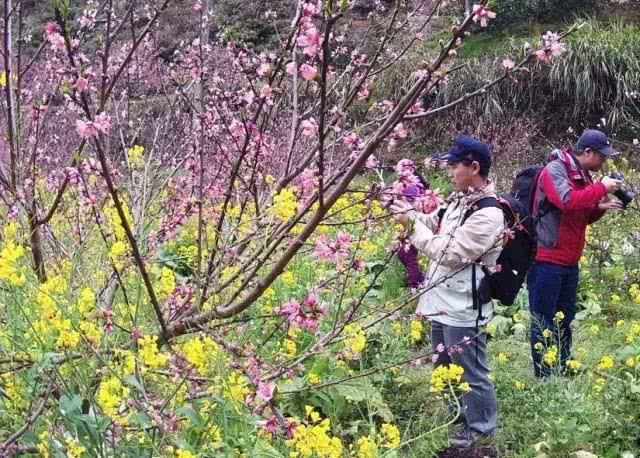 三月份来粤北这个山中桃花海洋，随便一拍就可以刷爆朋友圈！