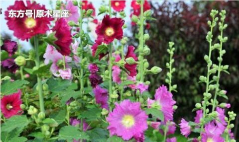 一生爱妻子,可以做到一再包容的3个生肖男,全心全意对妻子 bbin体育