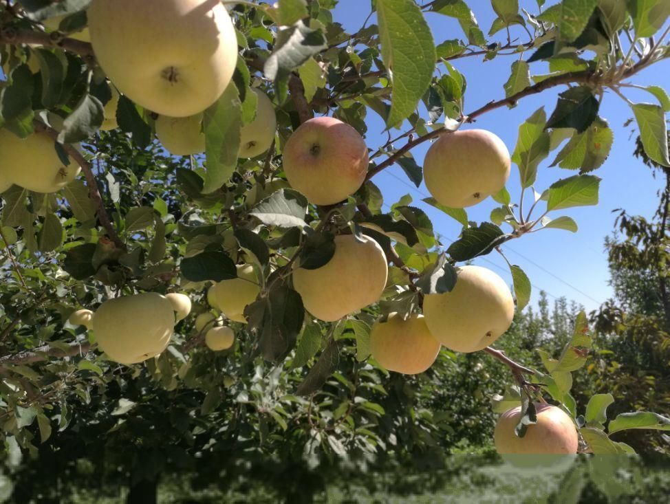 农视词典|水果自由
