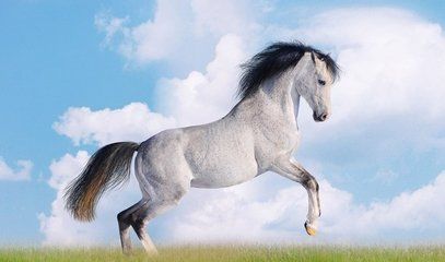 生肖属马人2020年全年运势