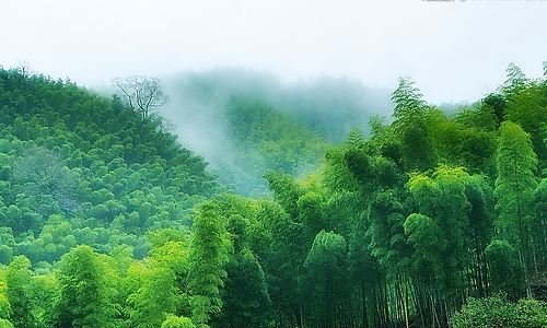 风靡全国的网红竹筒酒 三杯富硒竹酒好喝价格又不贵