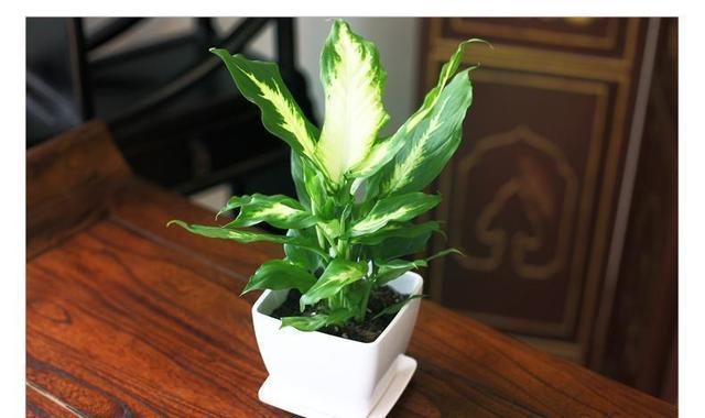 粉黛万年青的养护方法,冬天要控制浇水!