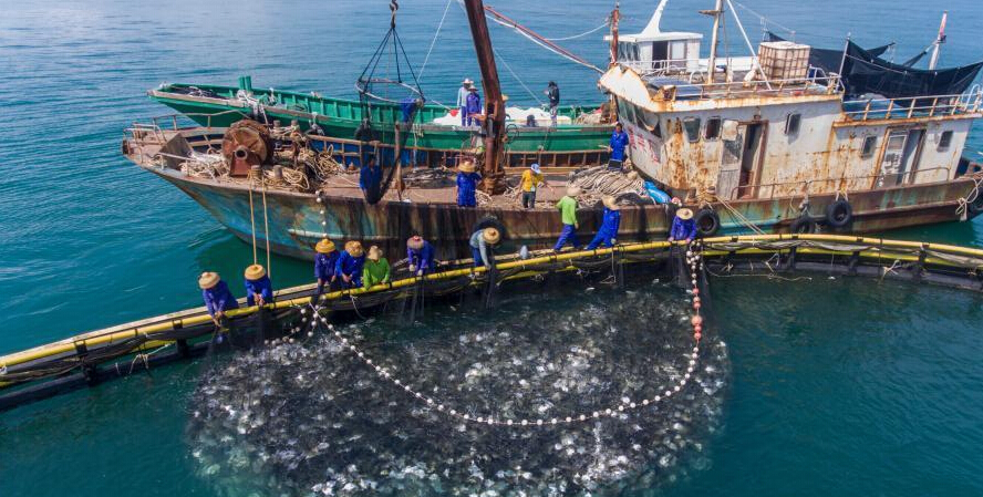 2018首届海南金鲳鱼开捕季在昌江海域举行