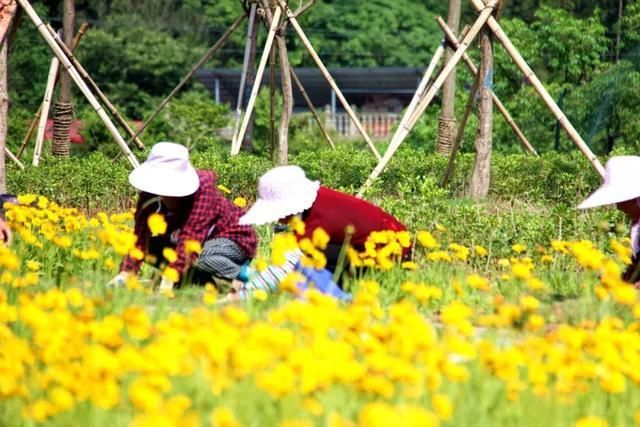 5月,山南景观长廊,一处不容错过的金鸡菊花海!