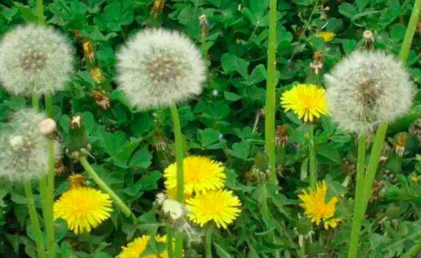 婆婆丁是什么花 t01fce255a43e5a93b2.jpg