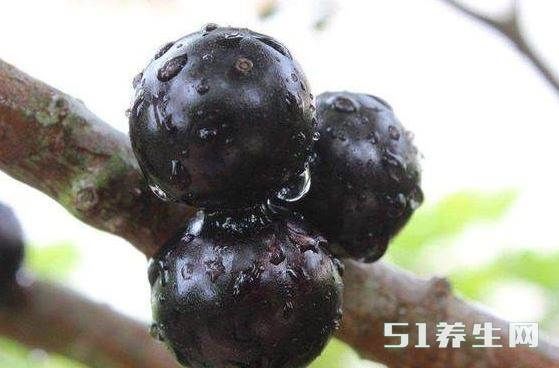 这树上结满的黑色水果,美味又健康,可惜却很少