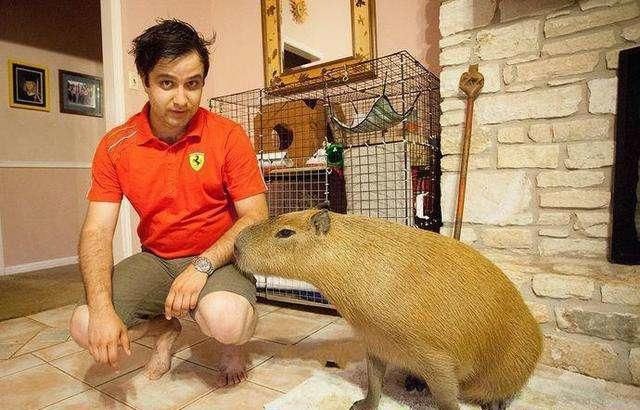 猫突然性情大变,没想到和一只重达一百斤的老