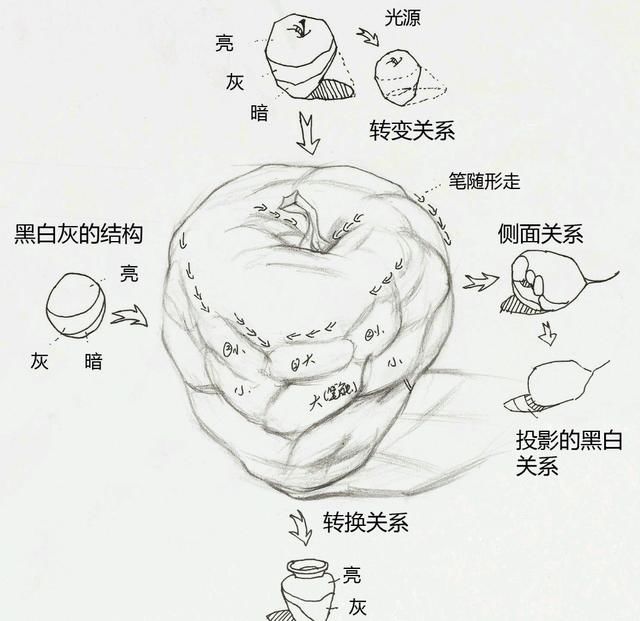 苹果的知识点及作画步骤讲解