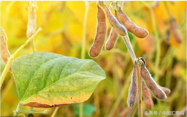 旱完之后接着涝,阿根廷大豆收获缓慢推进冲击产量前景