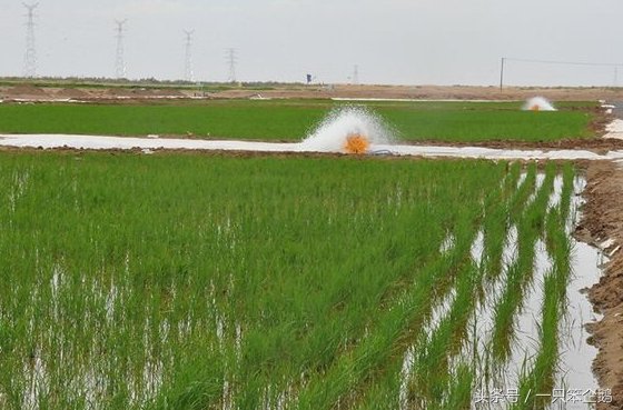 农村小伙在沙漠深处种出5000亩水稻