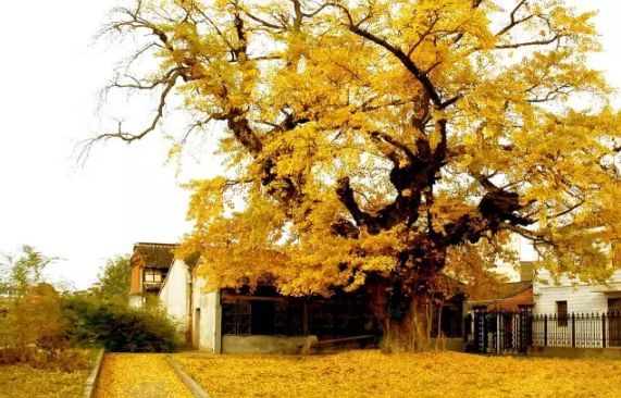 最新消息!宜兴周铁将新建大拈花湾!是马山拈