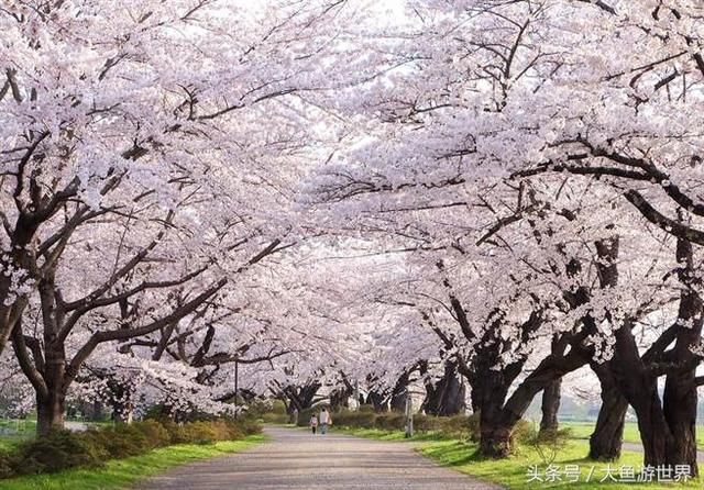 活用JR PASS，省钱游遍日本秋田青森樱花百选之地