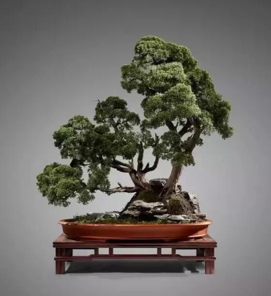 苍枝傲骨匠人心盛影蛟老师谈盆景艺术
