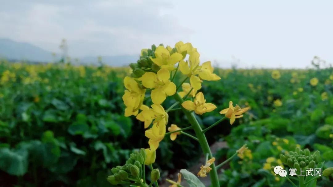 武冈万亩油菜花春节前提前开放，即将迎来赏花潮！约吗~