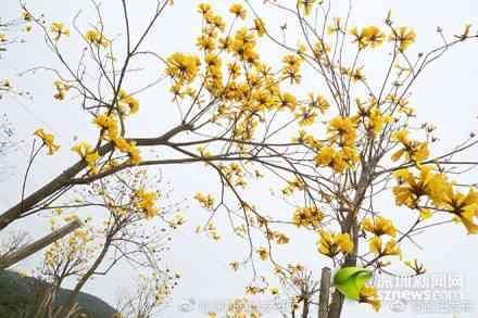 盐田区各种时花陆续进入盛花期 赏花踏春游玩正当时