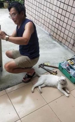 七年前怒斥女儿干嘛养猫,现在为它做别墅,还说自己是最爱猫的 金百利菲律宾真人