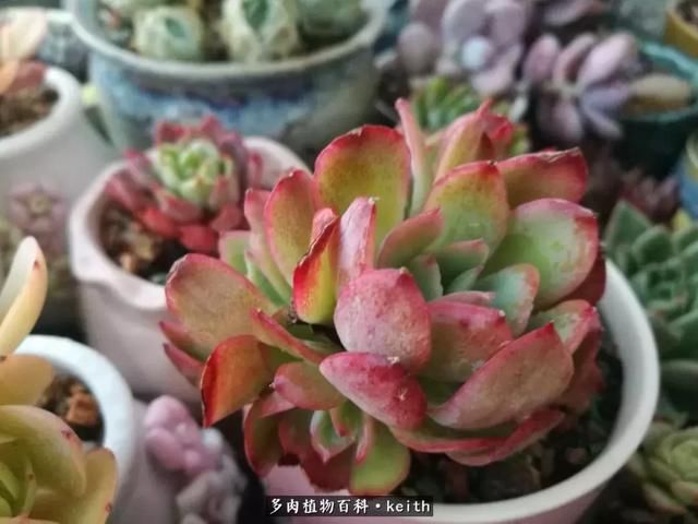 广东美肉,时间终究会给我们完美的馈赠!