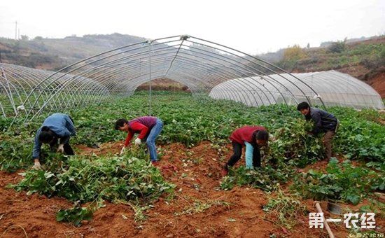 河南省孟津县：红薯种植成产业 帮农脱贫又致富