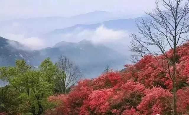 河南这5个地方的野生杜鹃山都染红了天！趁着假期赶紧看花去