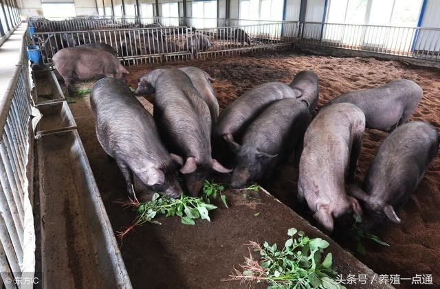 养猪饲喂青饲料四要四不要，那些年你打过猪草么？