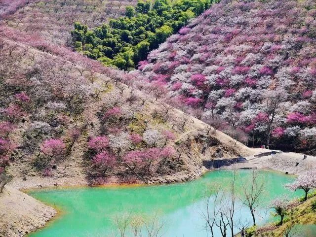 这么多赏梅胜地，不知道去哪个好