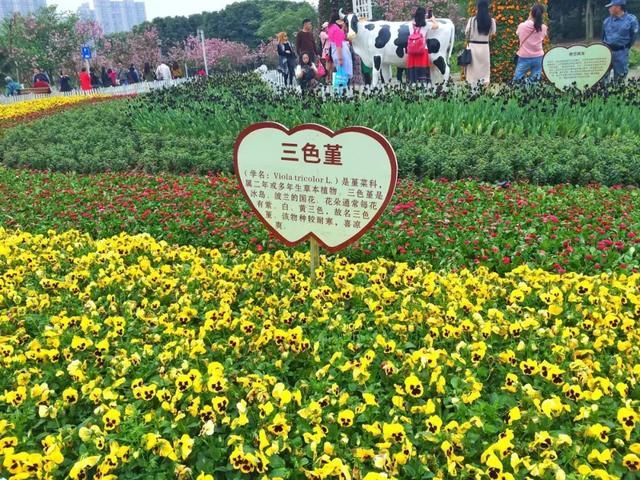 青白江凤凰湖的樱花终于开了，门票免费，再也不用去日本看樱花啦