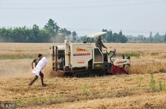 今年收购政策出现变化，农民关心小麦价格如何走?分析师这样说
