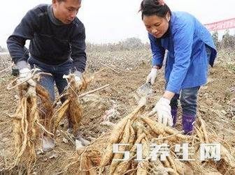 它是中医口中的“长寿粉”，泡水喝像浆糊，有降血糖的功效