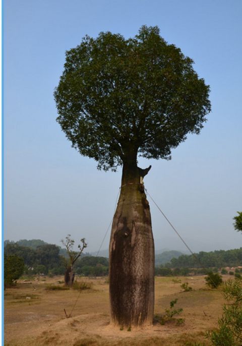 农村有1种树,树身能够储存2吨水,1个人可以饮