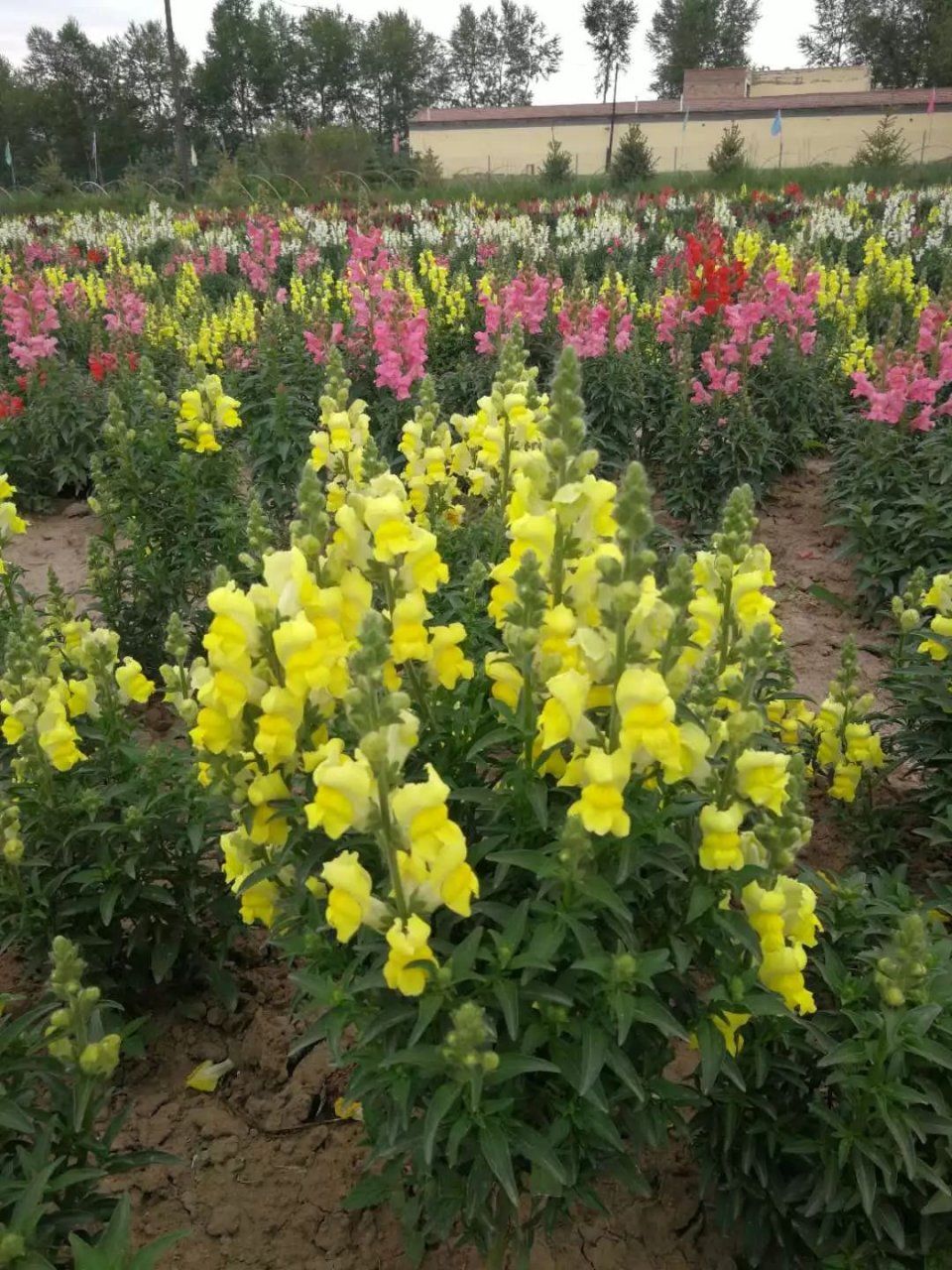 最好看的花海在哪 t01ff9375148b122297.jpg