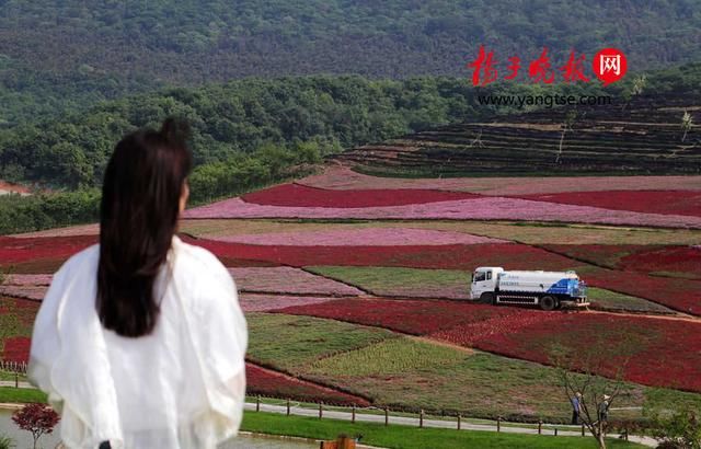 200万株四色石竹盛开 五彩“花毯”扮靓宝华山