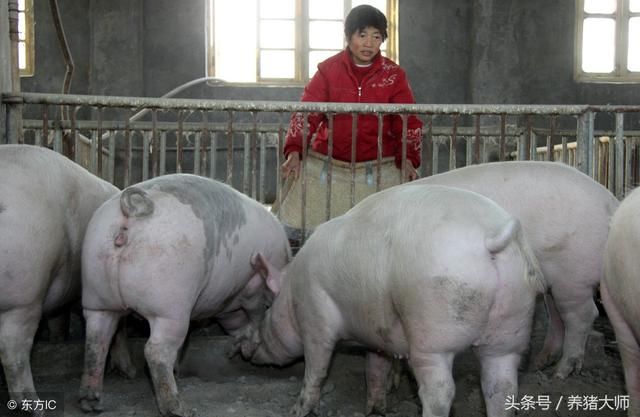 【即便猪价这么坎坷,家庭养猪场仍是有希望的!| 政策、资本和环保的推动下】_傻大方