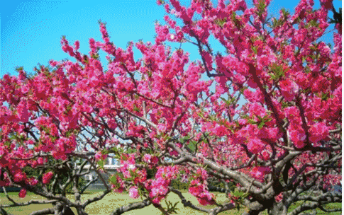 485_304gif 动态图 动图