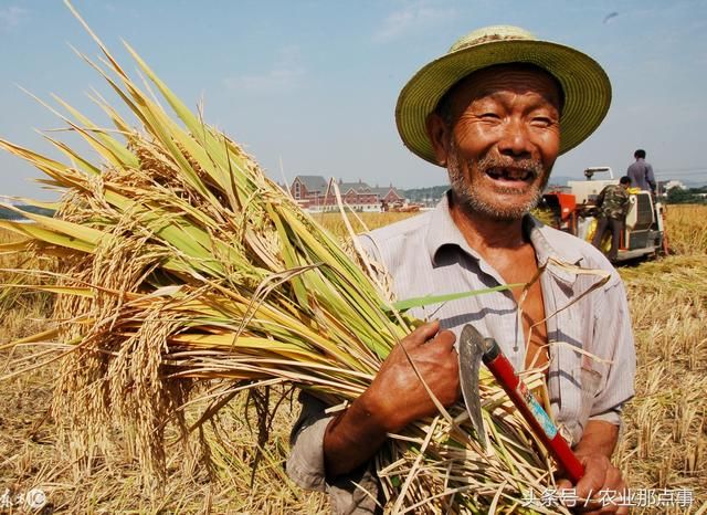 為什麼農民種糧食不賺錢?手把手來給你算一帳,如何種地多賺錢