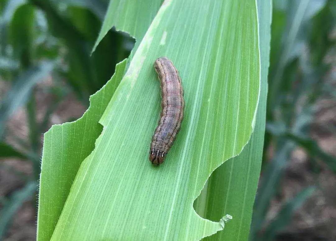 精彩宜阳病虫情报警惕玉米苗期二代粘虫突发为害