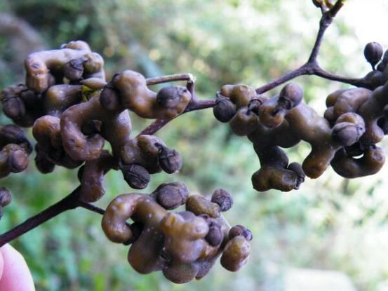 no.7桑葚我们那边叫蚕猛,这是桑树上面结的果,可好吃了,吃的嘴巴