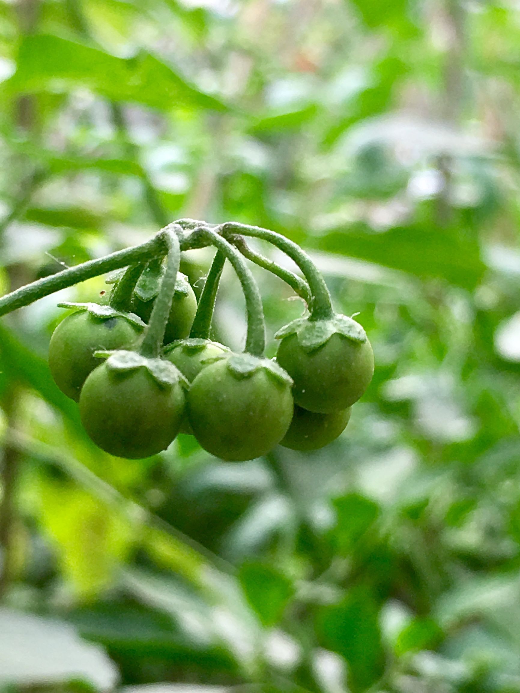 這種野果土名叫