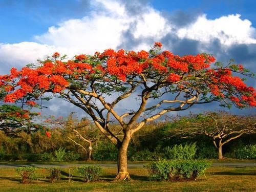这几个世界最美的树,远近闻名,你更喜欢哪一个?