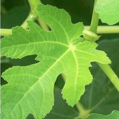 无花果:可治痔疮,脚气的树叶
