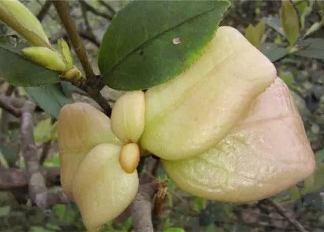 茶耳是生长在油茶树上的一种叶子,是茶树叶的变态体,色白,有的微红