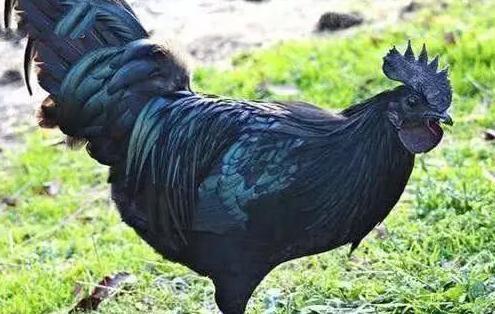 鸡中的"兰博基尼",全身都是黑色,贵到很多人都吃不起