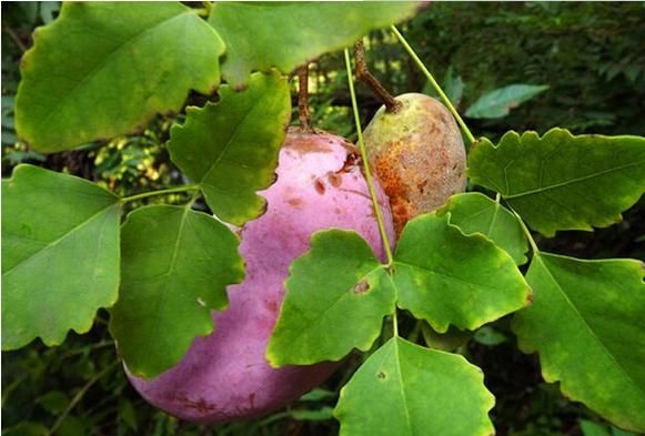 这种野瓜叫做预知子,山里人称为"黄蛋子"或者"牛茄子",是一些山区特有