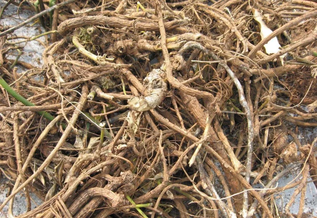 山豆根提取物 山豆根粉 宁陕国圣 可oem代工成品 固体饮料 制粒